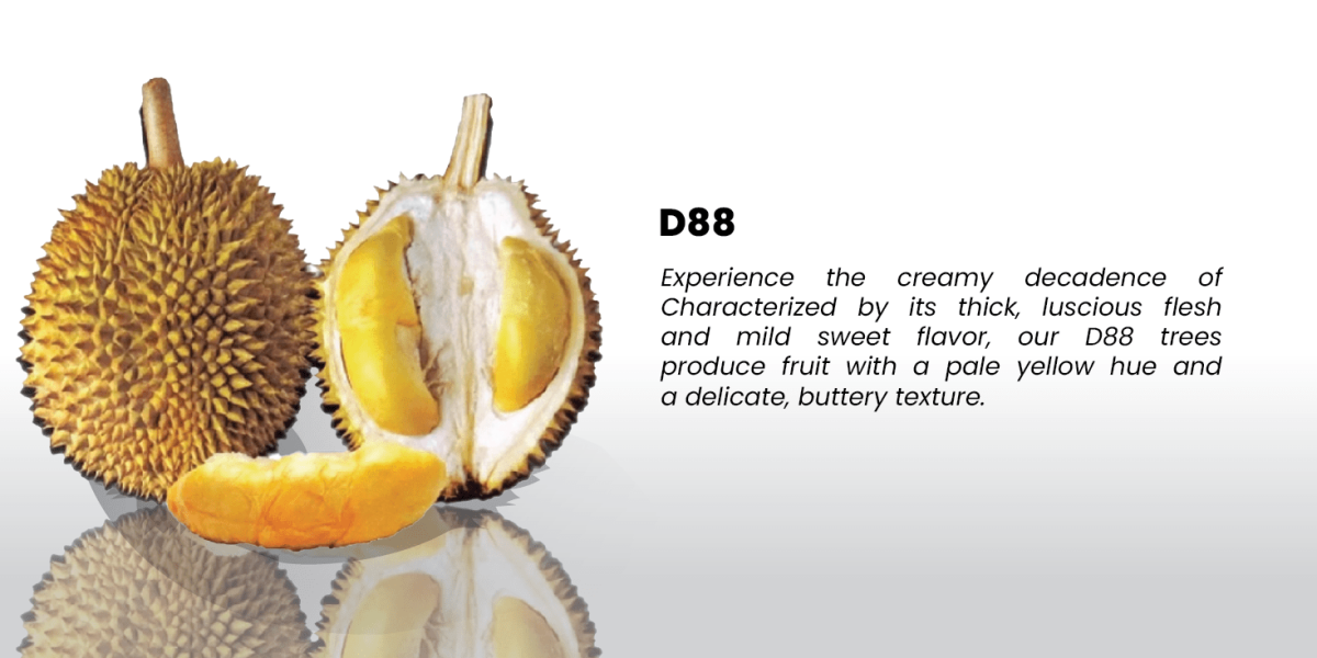 Durian Slide-02