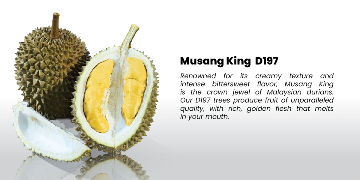 Durian Slide-03